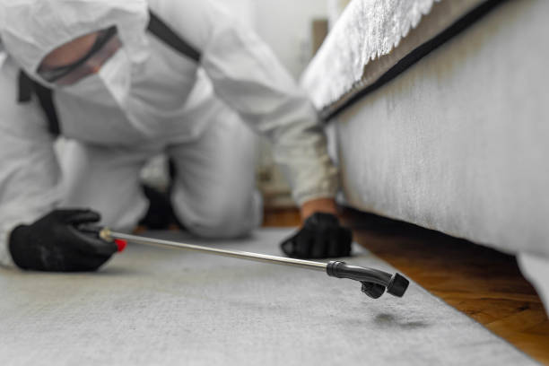 Professional Bed Bug Control technician working in Malden, MA